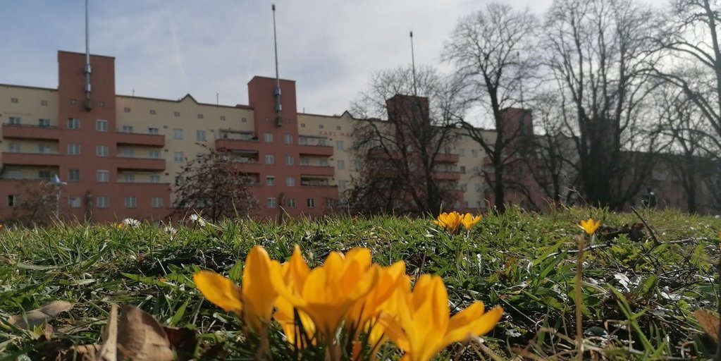 Spring-flowering plant in front of the Karl-Marx-Hof in Vienna